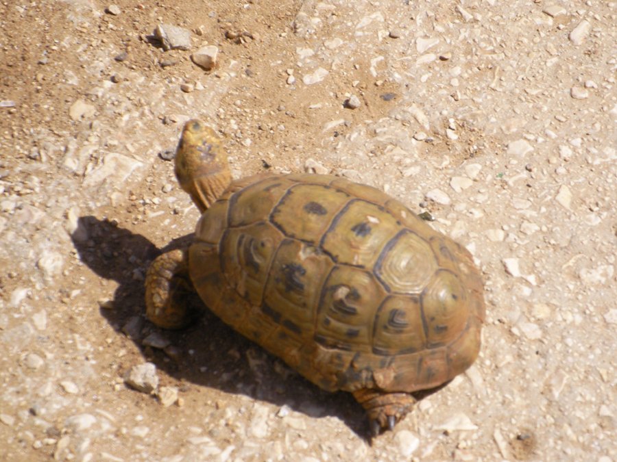 Turtles in Safed cross the road without stimulus funds from Obama